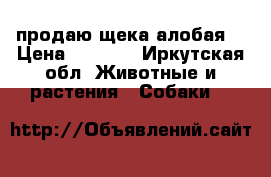 продаю щека алобая  › Цена ­ 7 000 - Иркутская обл. Животные и растения » Собаки   